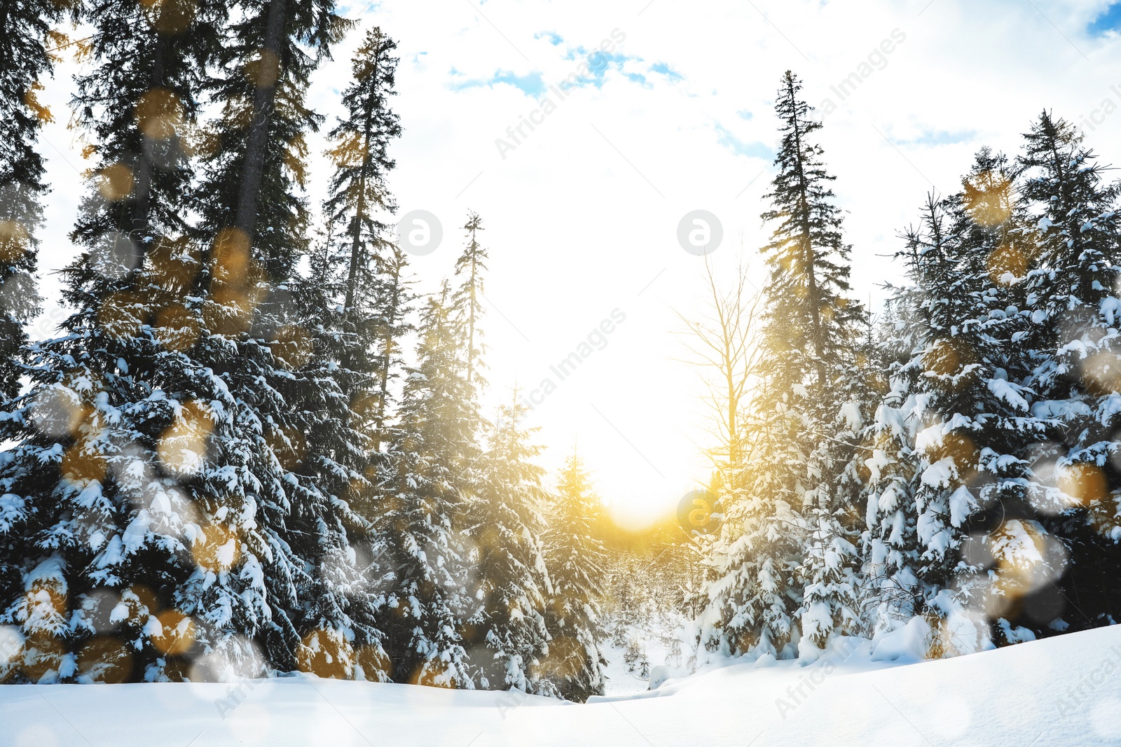 Image of Picturesque view of snowy coniferous forest on winter day