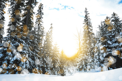 Image of Picturesque view of snowy coniferous forest on winter day