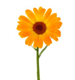 Beautiful blooming calendula flower isolated on white