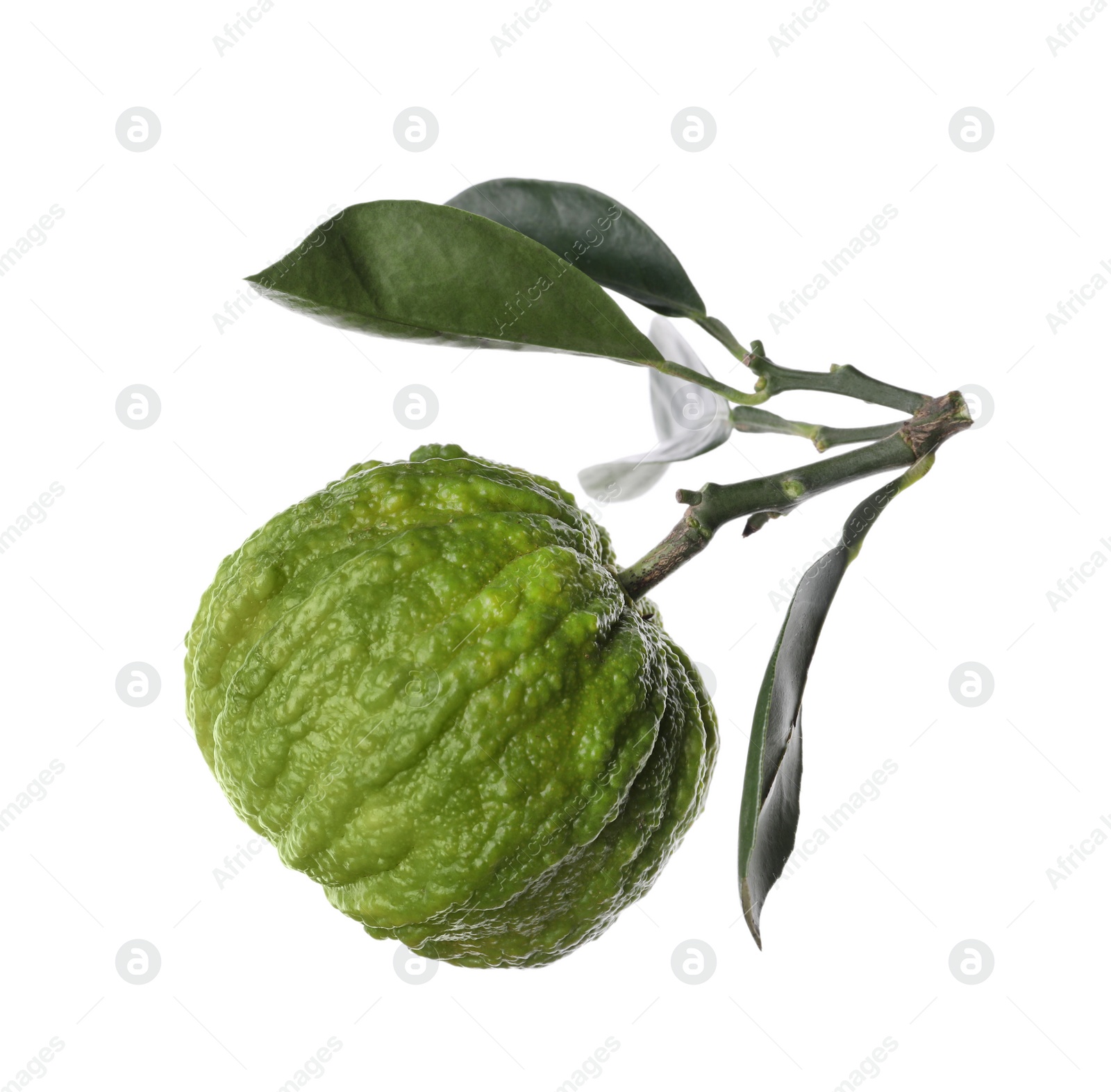 Photo of Bergamot tree branch with fruit and leaves on white background