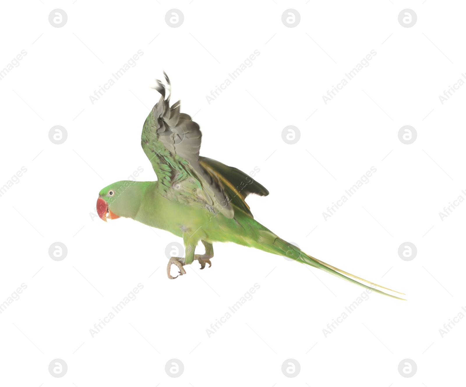 Photo of Beautiful Alexandrine parakeet flying isolated on white