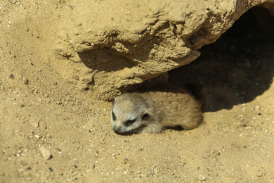 Photo of Cute meerkat baby at enclosure in zoo on sunny day