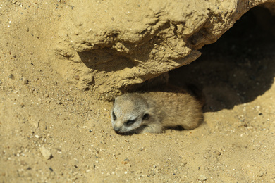 Cute meerkat baby at enclosure in zoo on sunny day