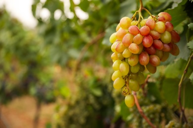 Photo of Bunch of ripe juicy grapes on branch in vineyard, closeup. Space for text