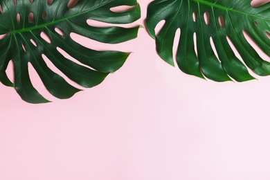 Green fresh monstera leaves on color background, flat lay with space for text. Tropical plant