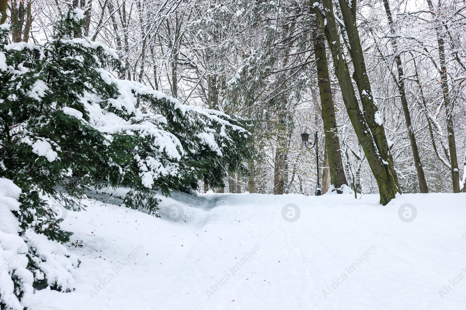 Photo of Trees covered with snow in winter park