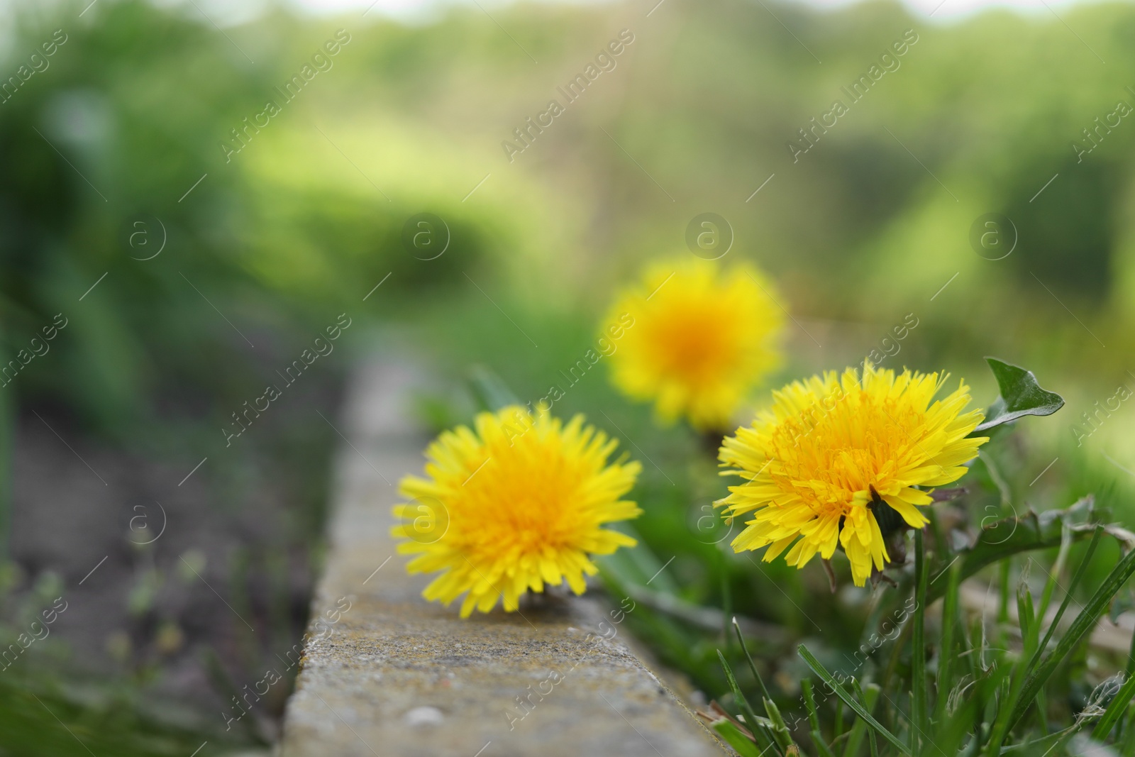 Photo of Beautiful bright yellow dandelions with green leaves outdoors, closeup