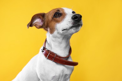 Photo of Adorable Jack Russell terrier with collar on yellow background