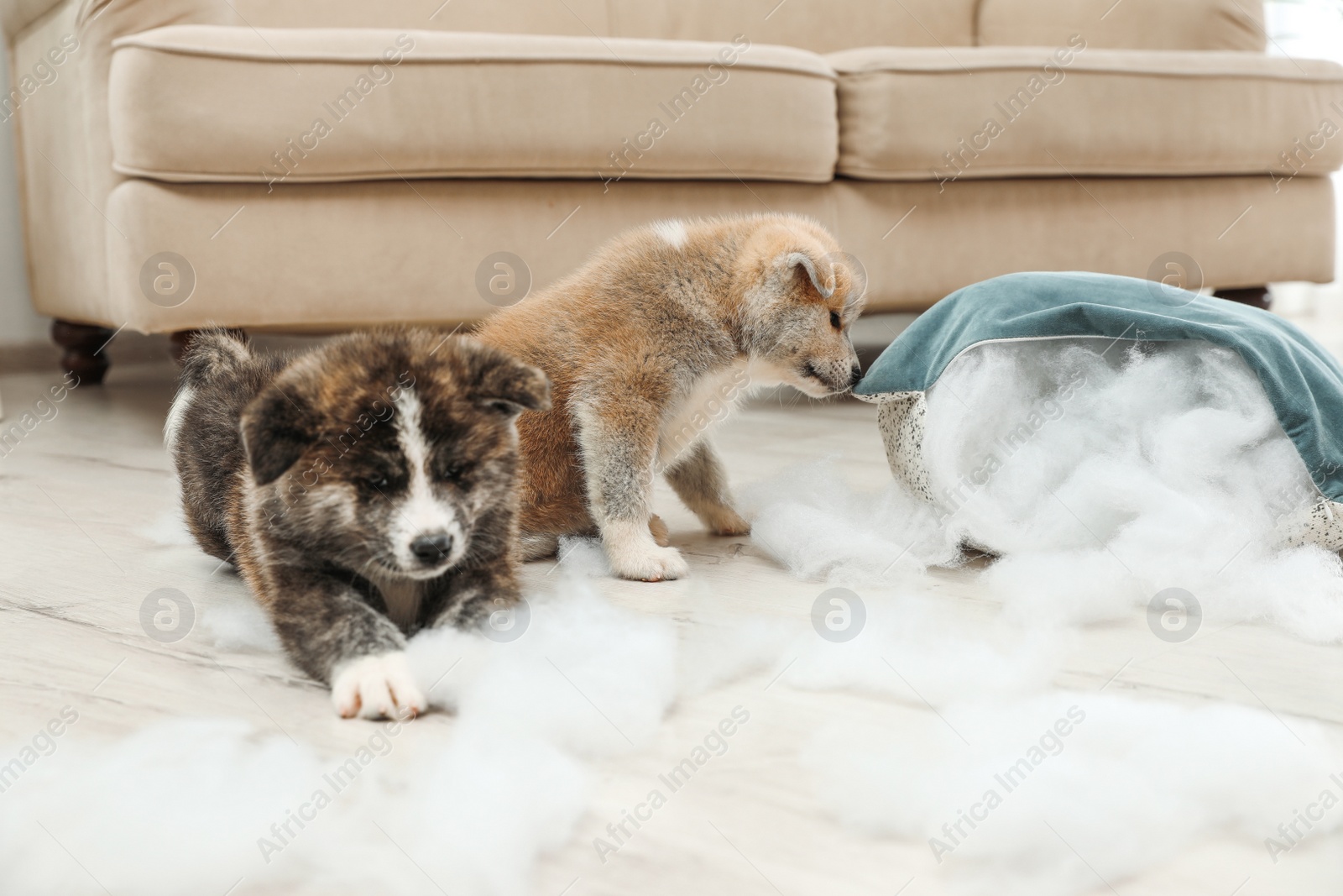 Photo of Cute Akita inu puppies playing with ripped pillow filler indoors. Mischievous dogs