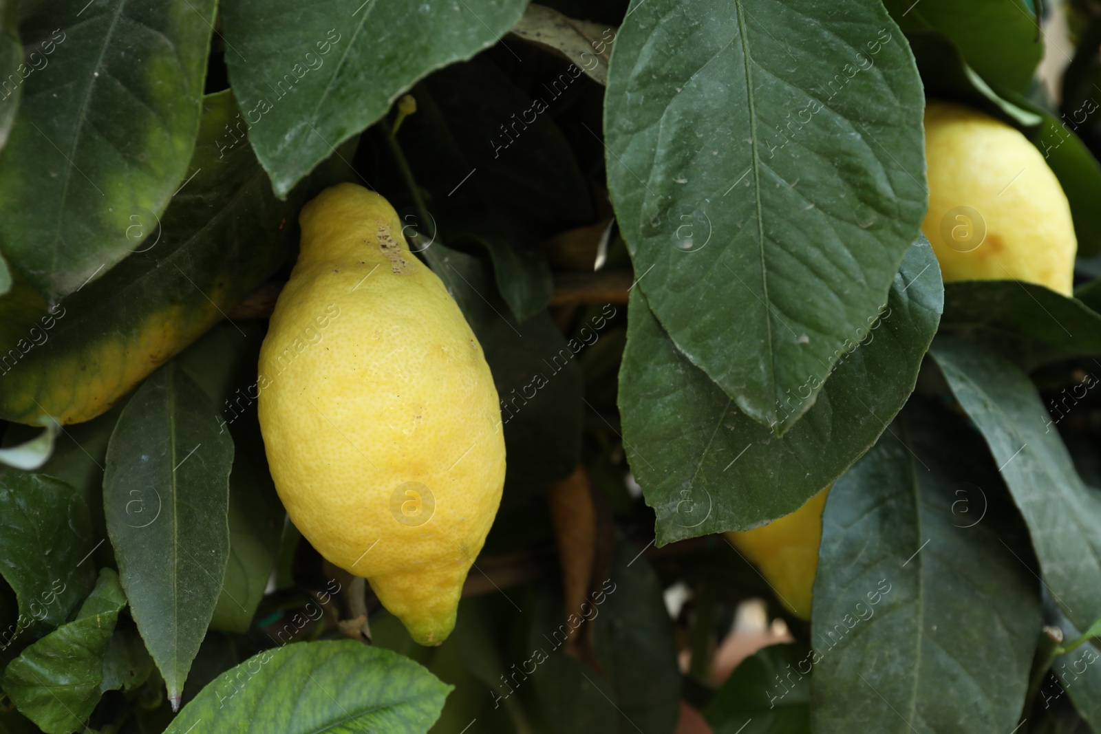 Photo of Fresh ripe lemons growing on tree outdoors