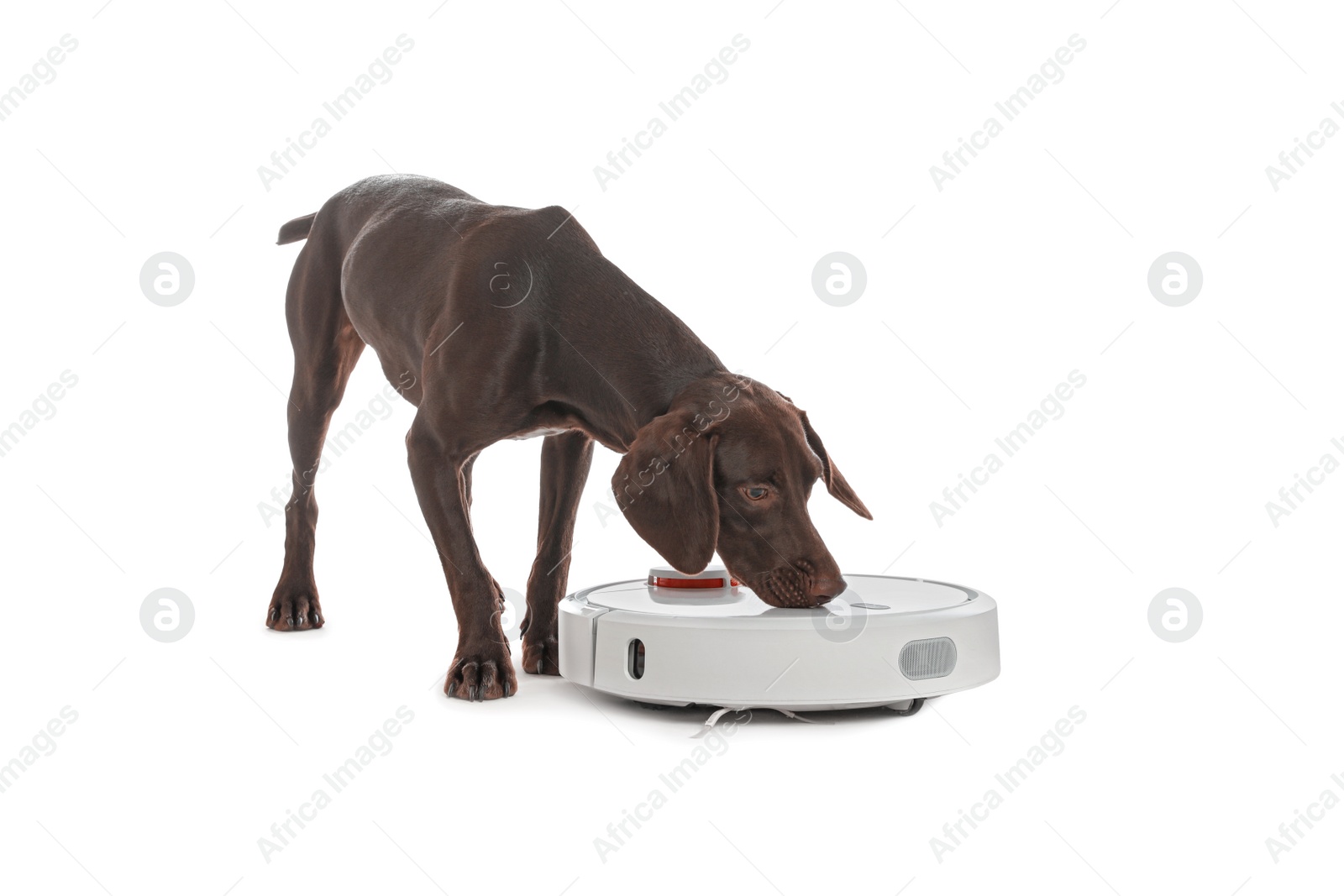 Photo of Modern robotic vacuum cleaner and German Shorthaired Pointer dog on white background