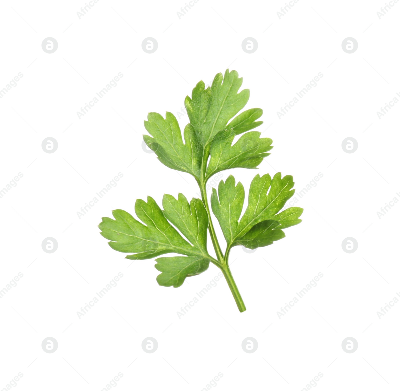 Photo of Leaves of fresh tasty parsley on white background, top view