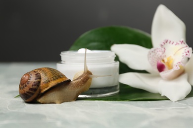Photo of Snail, cream and orchid flower on light grey table, closeup