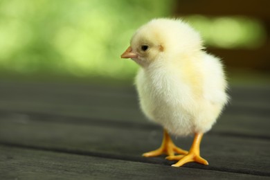 Photo of Cute chick on wooden surface outdoors, closeup with space for text. Baby animal