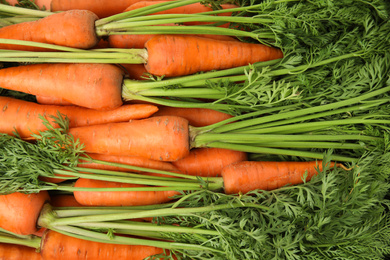 Photo of Fresh ripe carrots as background, top view