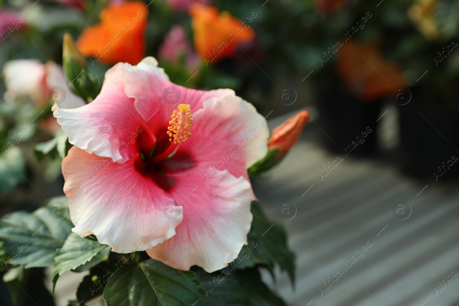 Photo of Hibiscus bush with beautiful pink flower, closeup. Space for text