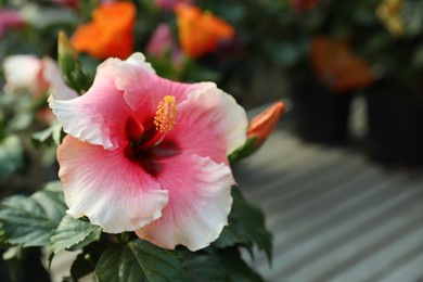 Photo of Hibiscus bush with beautiful pink flower, closeup. Space for text