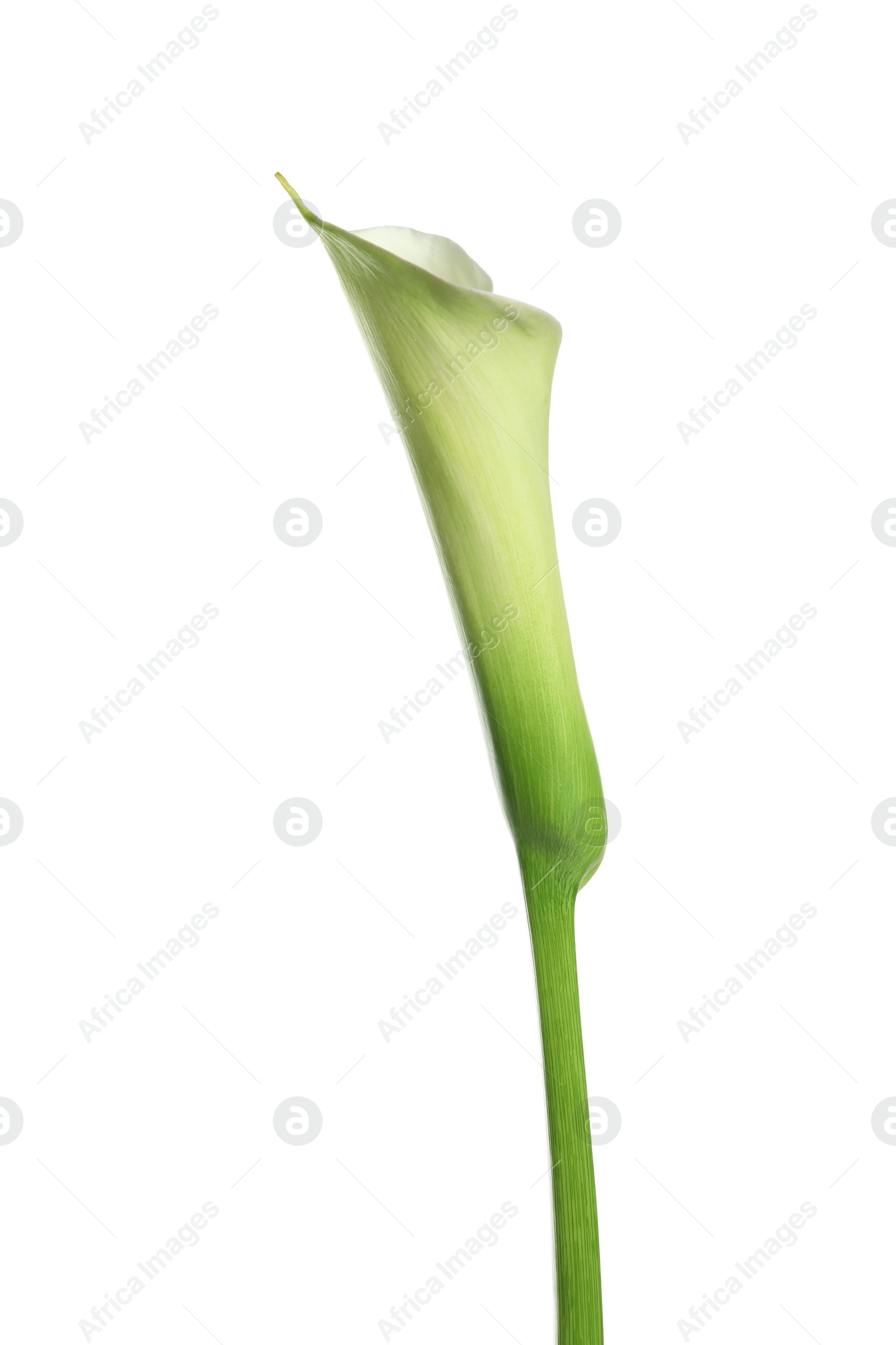 Photo of Beautiful calla lily flower on white background