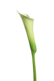 Photo of Beautiful calla lily flower on white background