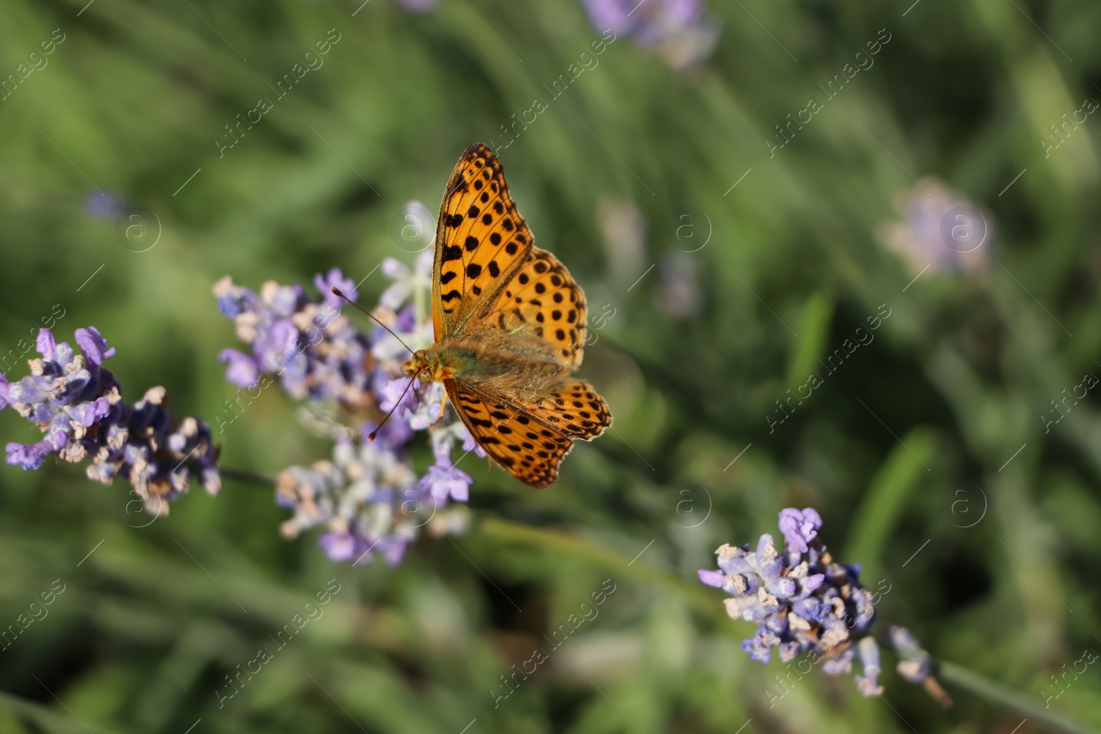 Photo of Beautiful butterfly in lavender field on sunny day, closeup