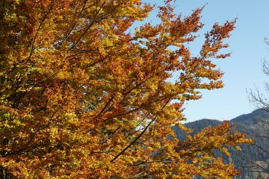 Beautiful tree with bright orange leaves in autumn