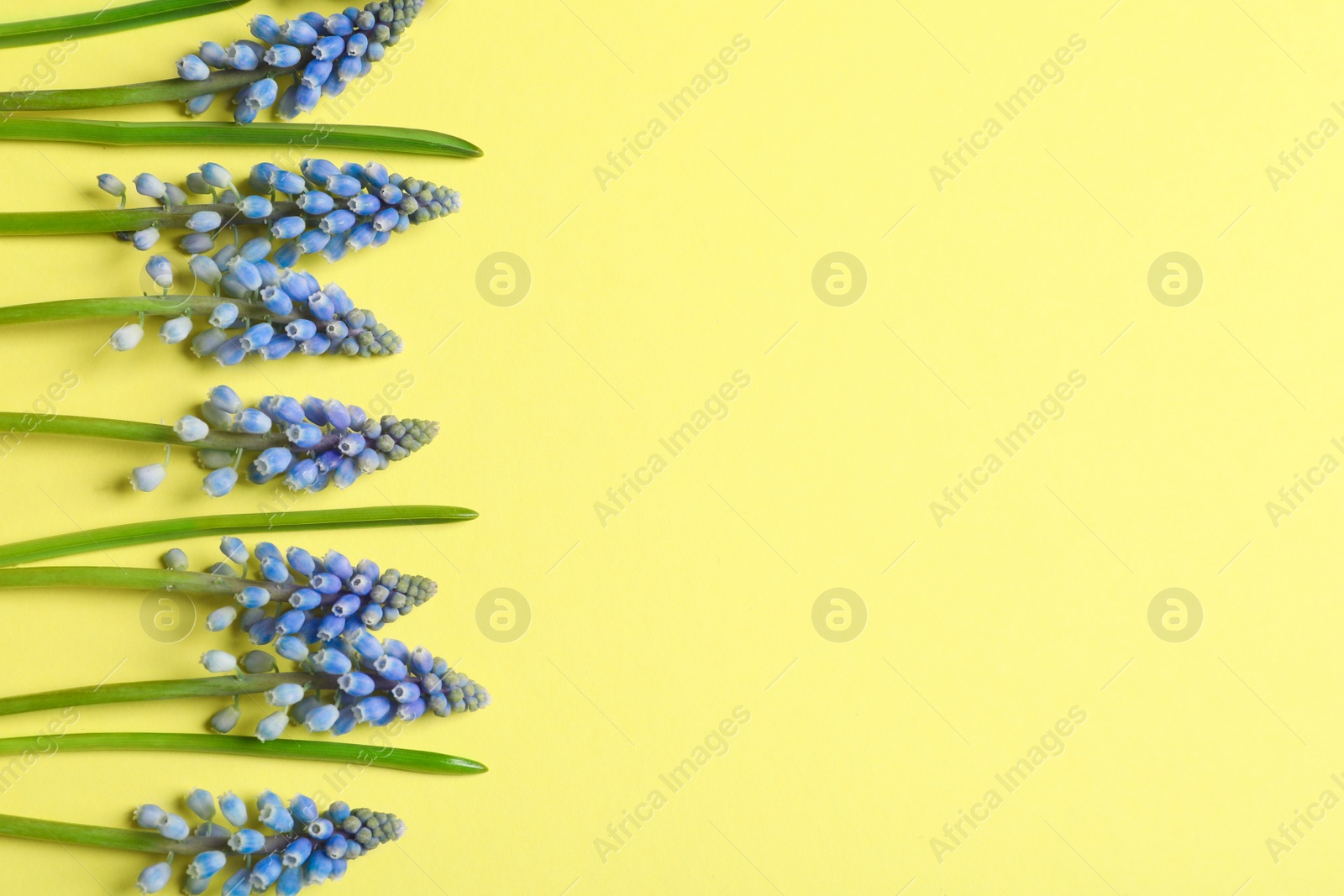 Photo of Spring muscari flowers on color background, top view with space for text