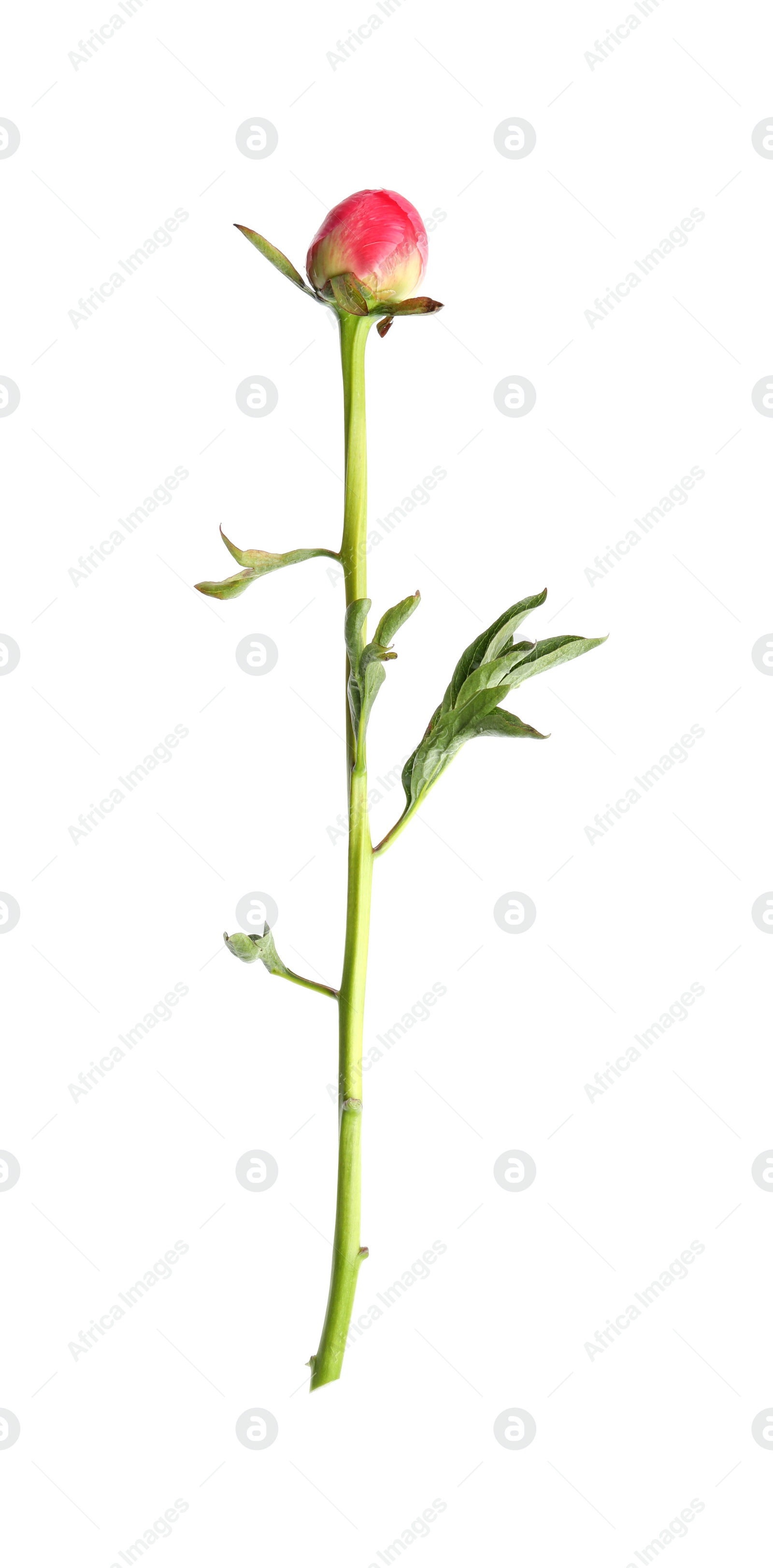 Photo of Beautiful pink peony bud isolated on white