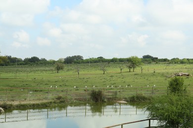 Photo of Picturesque view of safari park with birds near lake