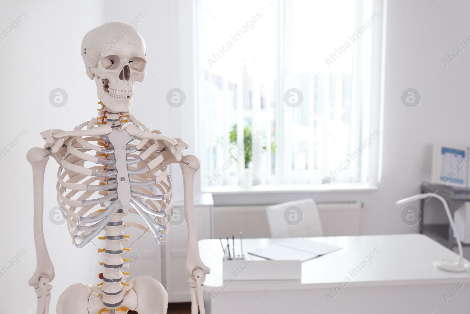 Photo of Human skeleton model in modern orthopedist's office