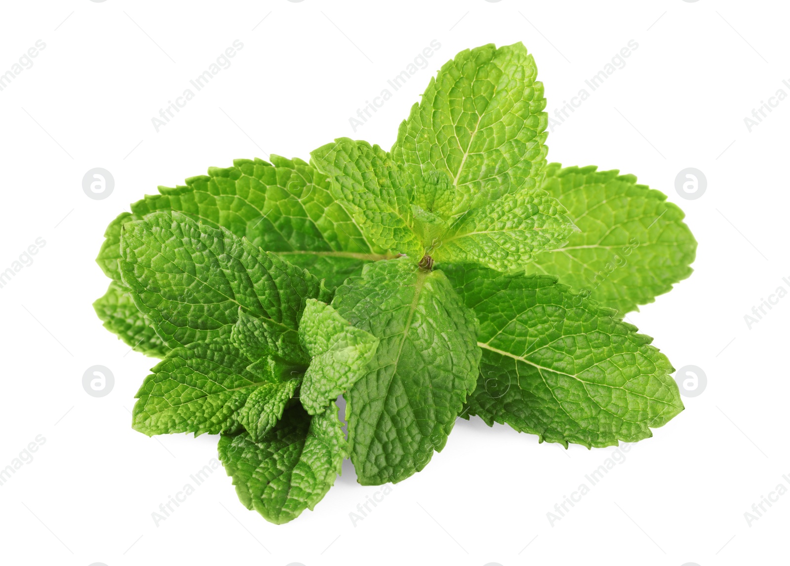 Photo of Fresh green mint leaves isolated on white