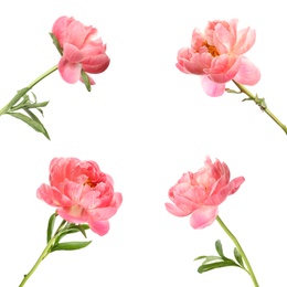 Set of beautiful coral peony flowers on white background 