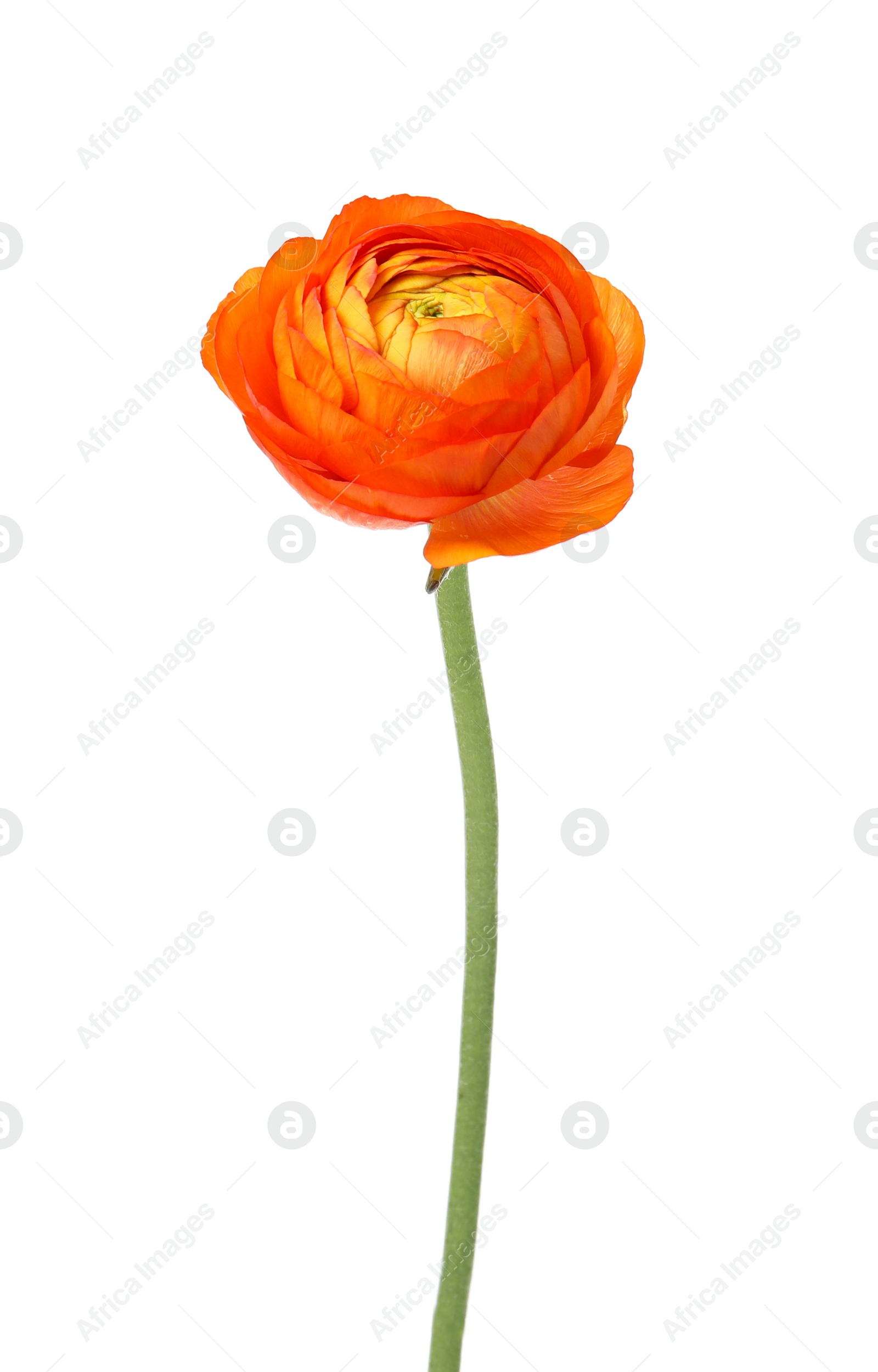 Photo of Beautiful spring ranunculus flower isolated on white