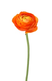 Photo of Beautiful spring ranunculus flower isolated on white