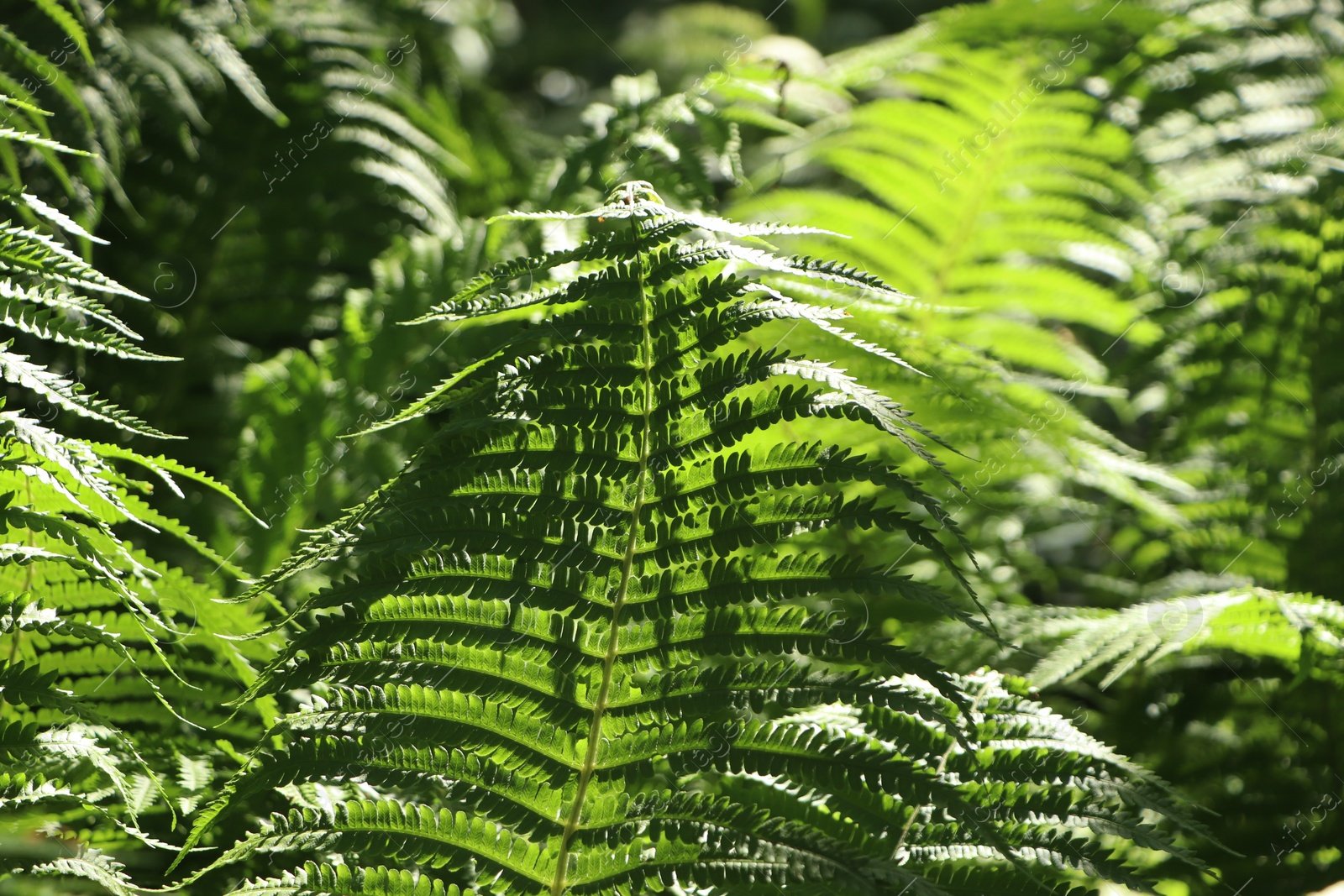 Photo of Beautiful fern with lush green leaves growing outdoors