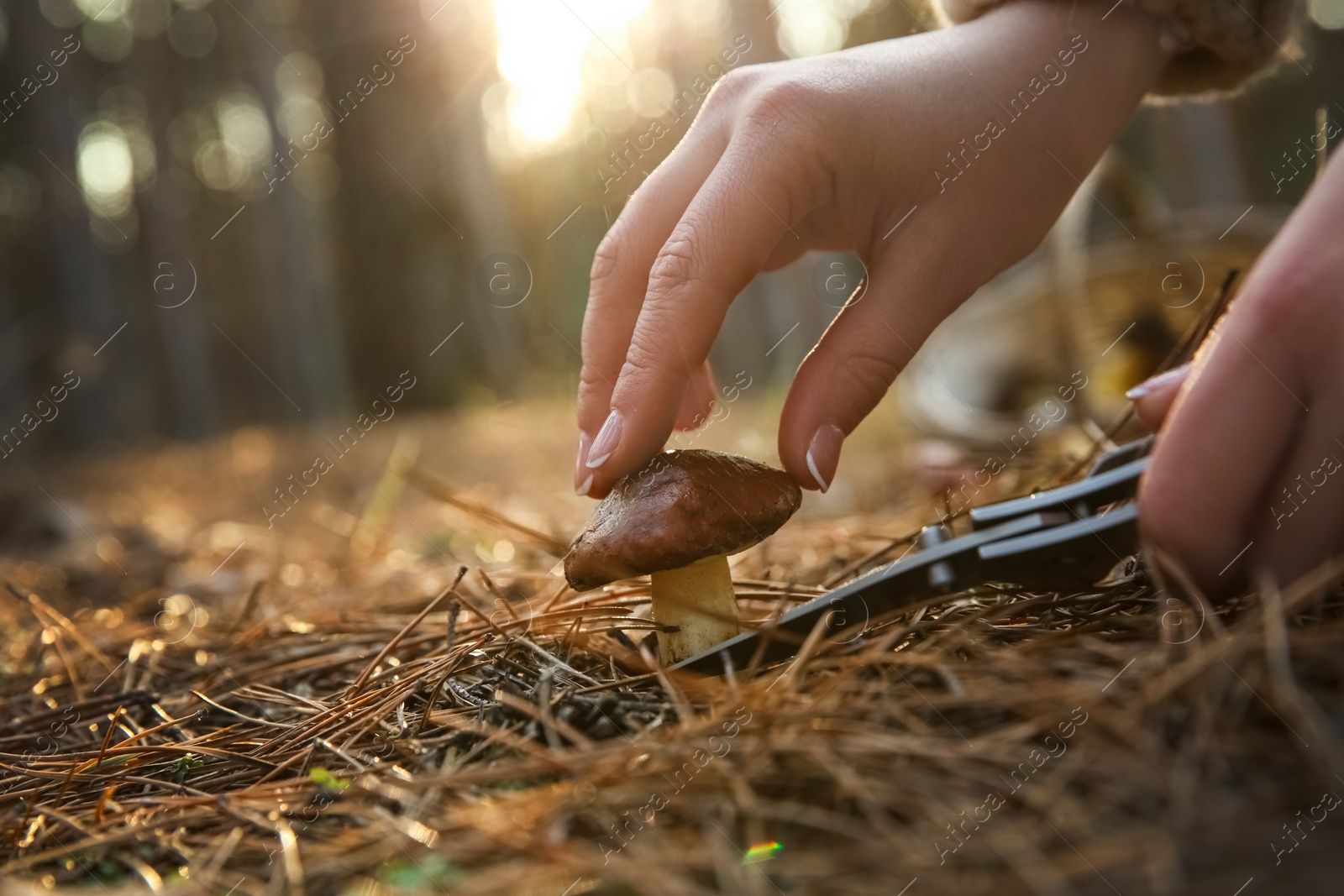 Photo of Woman cutting boletus mushroom with knife in forest, closeup