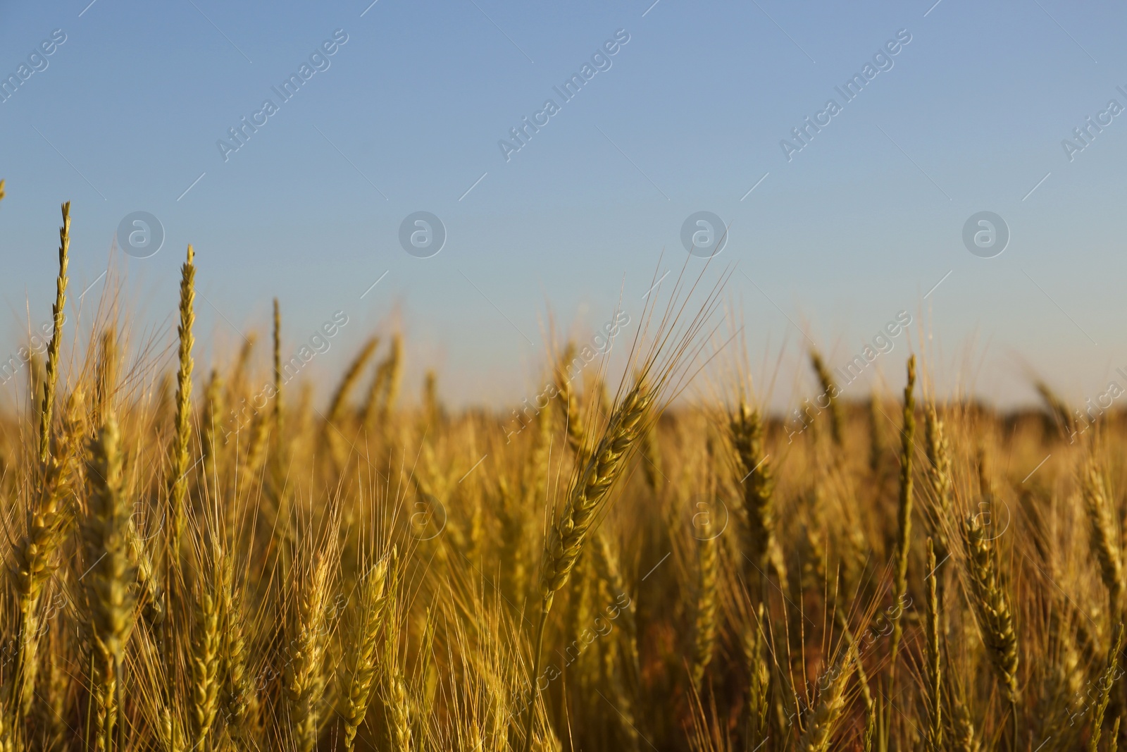 Photo of Beautiful agricultural field with ripening wheat, closeup