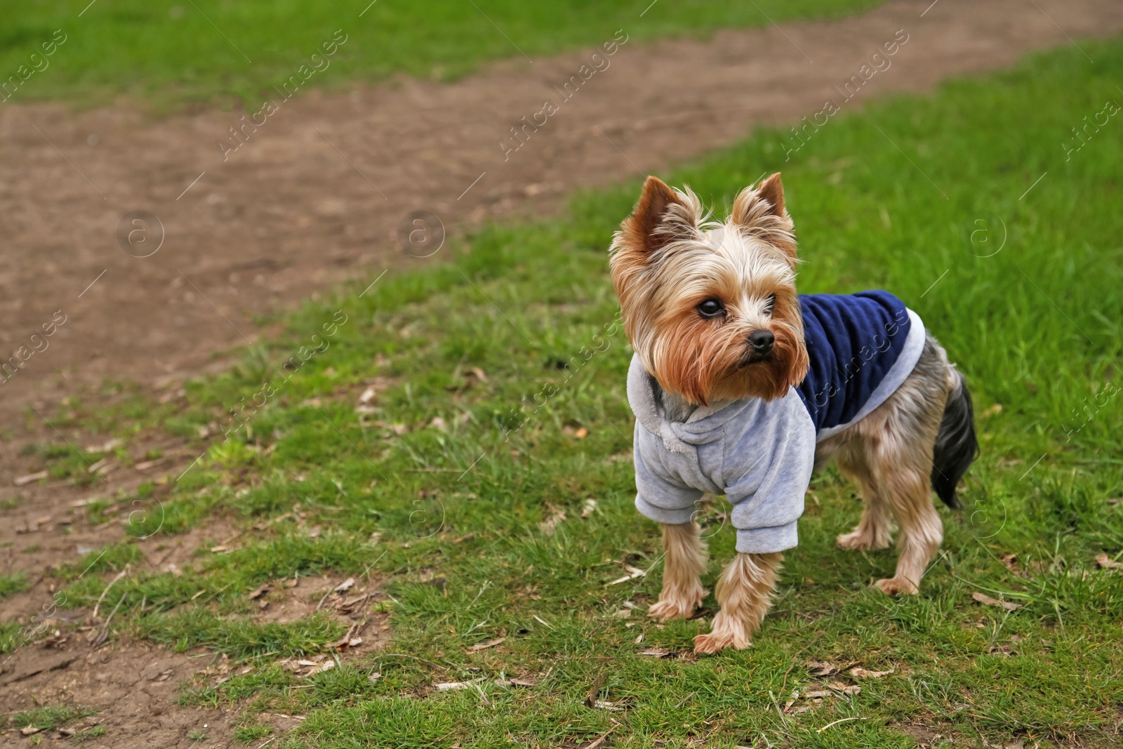 Photo of Adorable Yorkshire terrier on green grass outdoors. Space for text