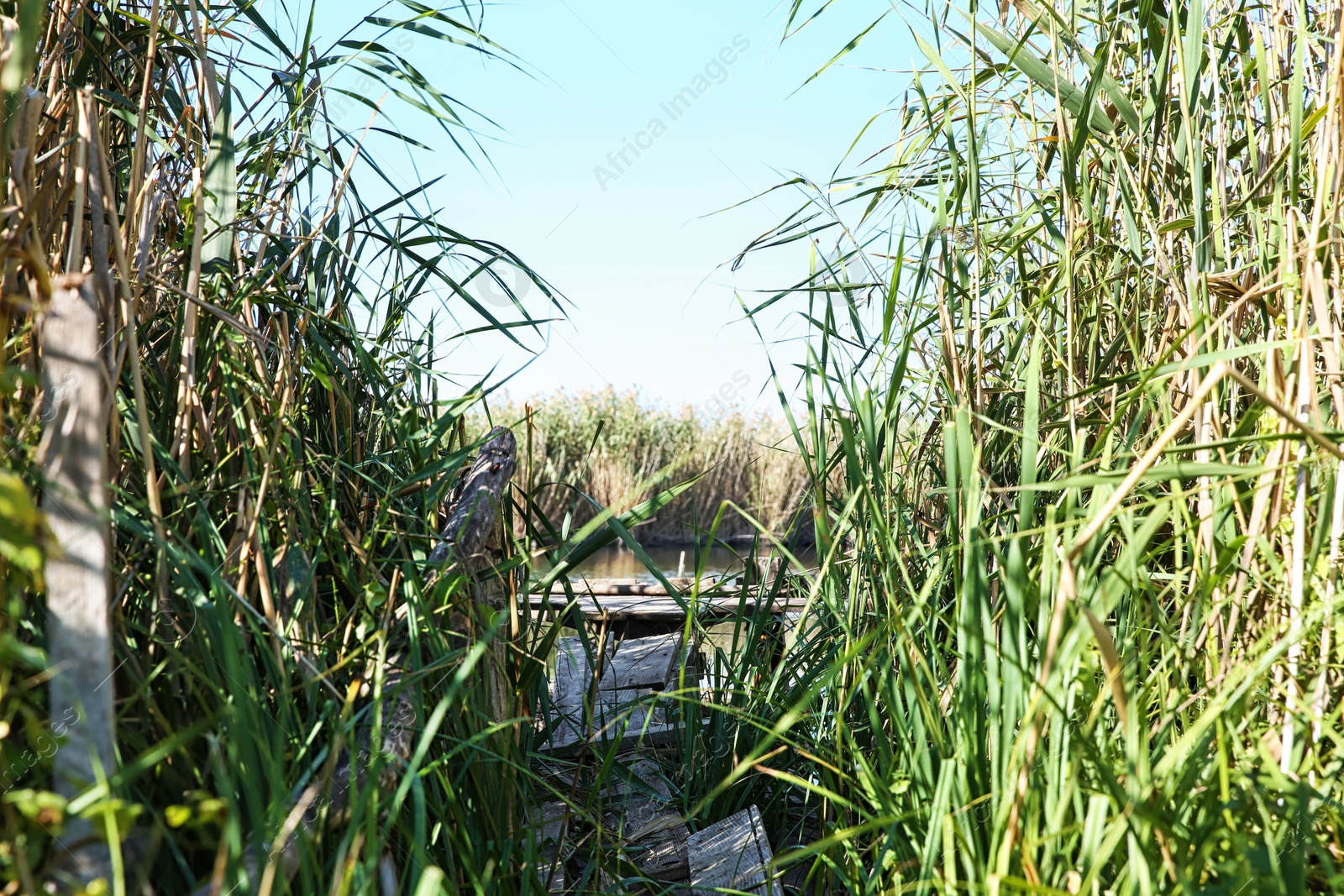 Photo of Pier for fishing at riverside on sunny day