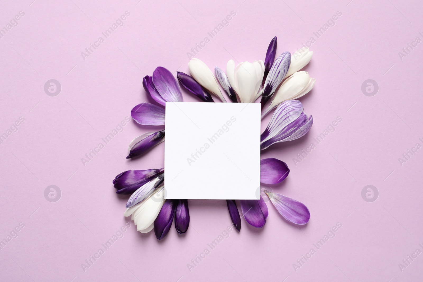 Photo of Beautiful spring crocus flowers and card on color background, flat lay. Space for text