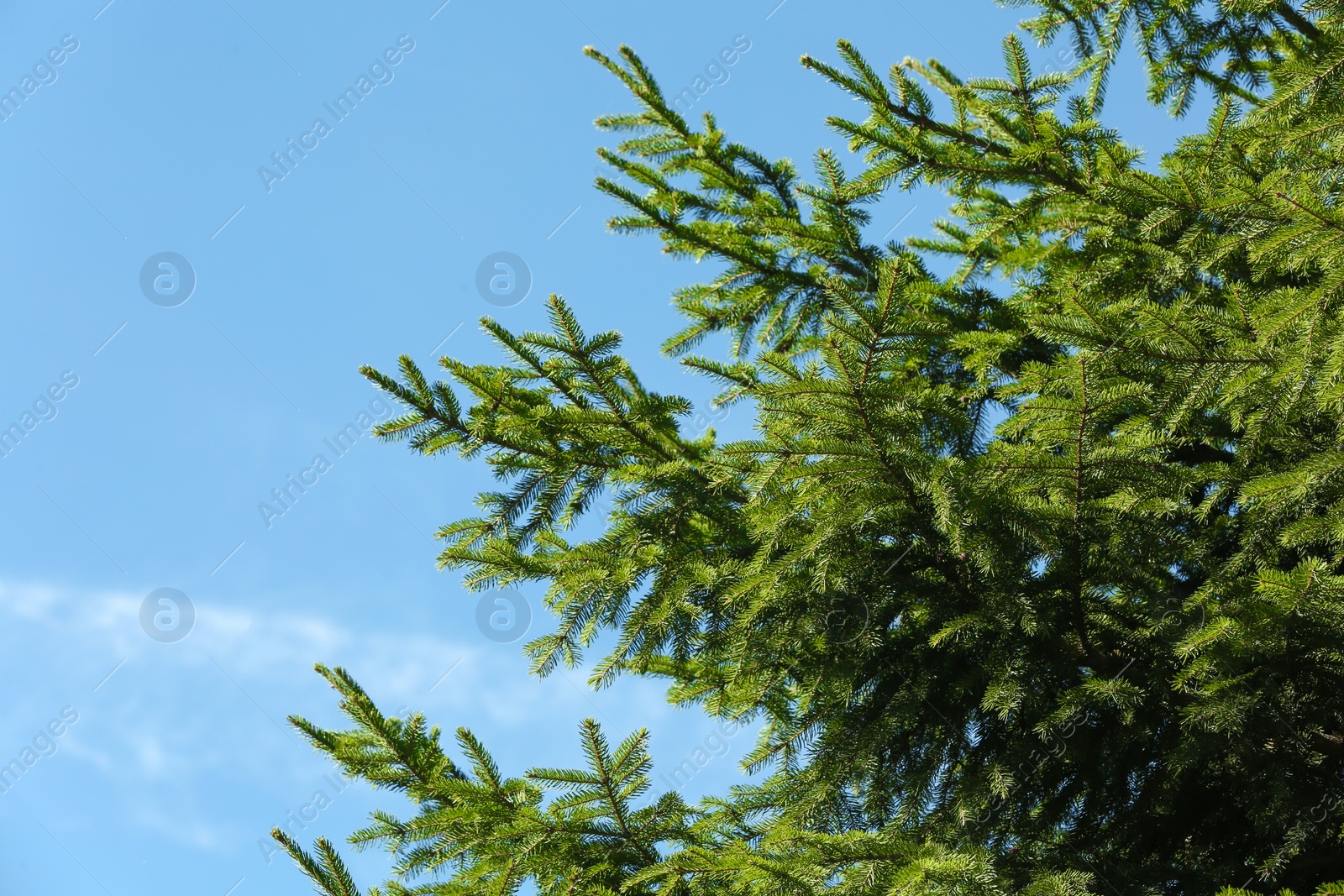 Photo of Green fir tree and blue sky on background. Space for text