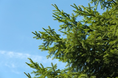 Green fir tree and blue sky on background. Space for text