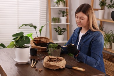 Photo of Woman transplanting houseplant at wooden table indoors