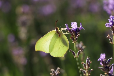 Photo of Beautiful butterfly in lavender field on summer day, closeup