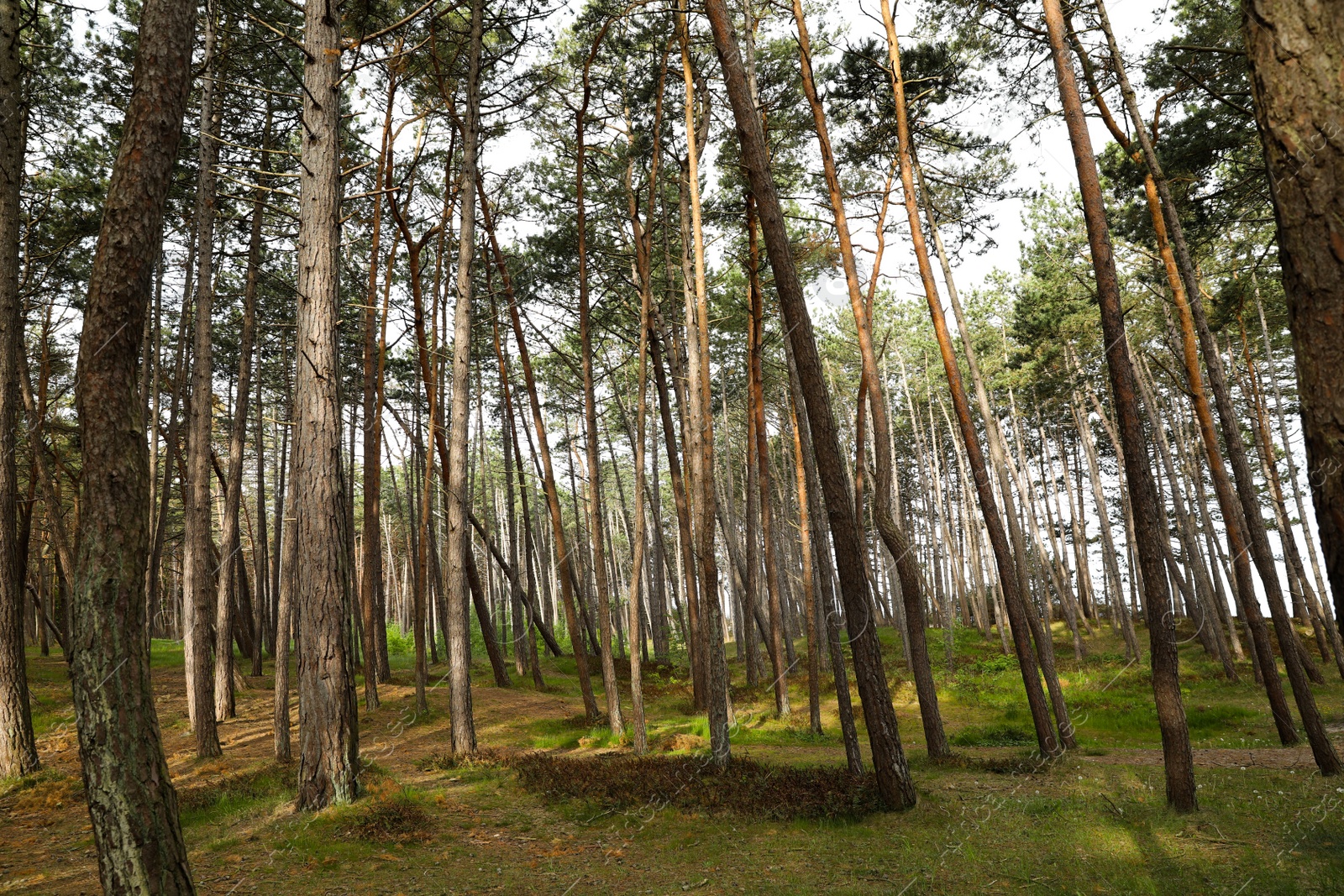 Photo of Beautiful view of conifer forest on spring day