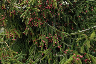 Photo of View of beautiful conifer tree with pink cones