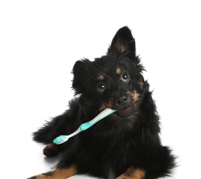 Photo of Cute long haired dog with toothbrush on white background. Pet care
