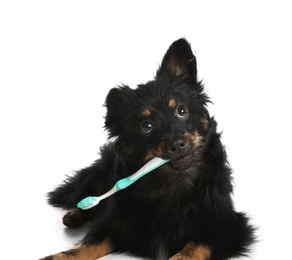 Cute long haired dog with toothbrush on white background. Pet care