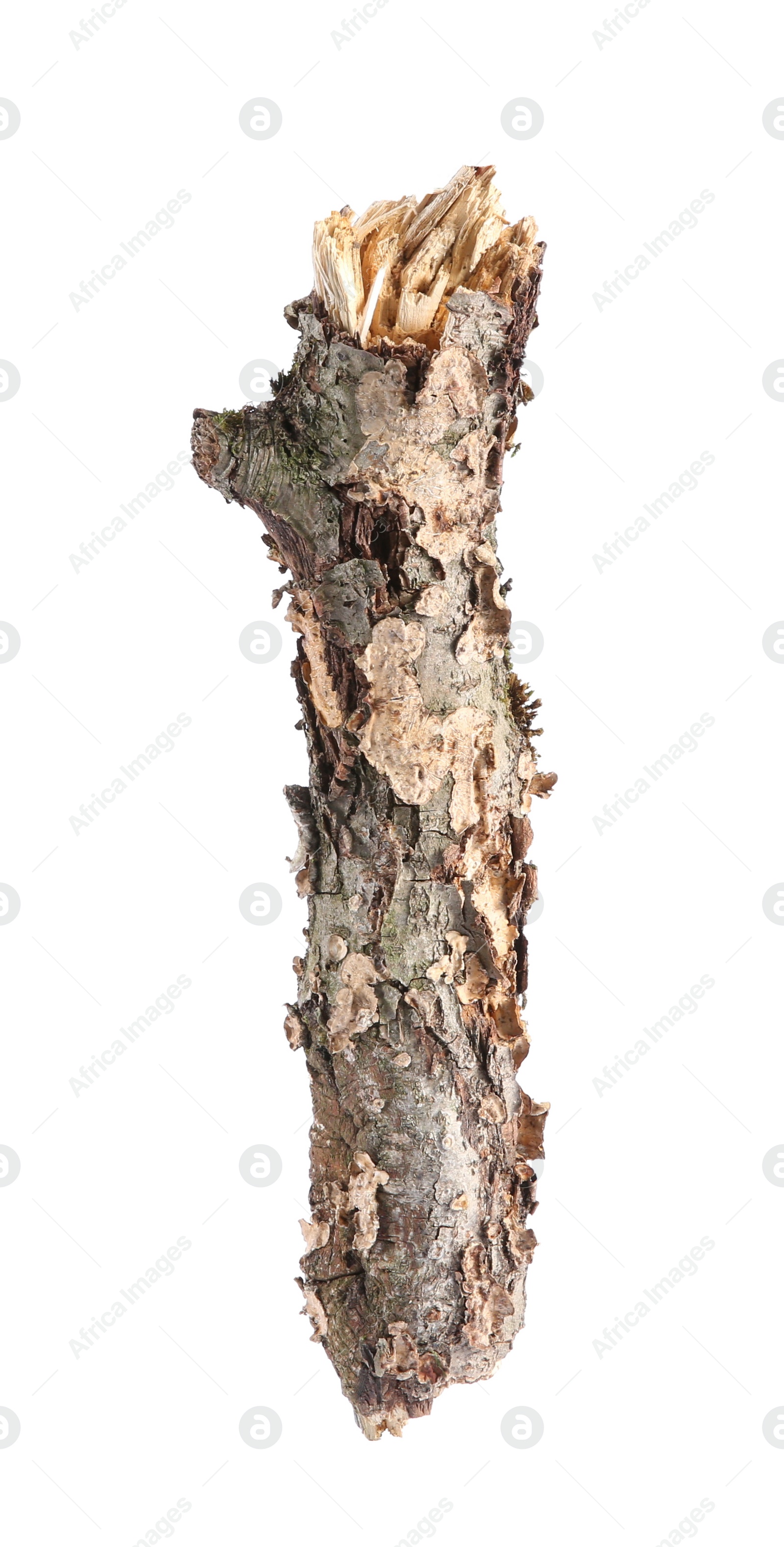 Photo of Old dry tree branch isolated on white