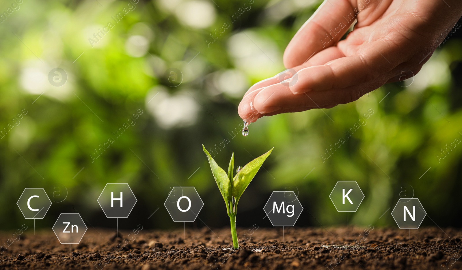 Image of Illustration of chemical elements and woman pouring water on young seedling in soil against blurred background, closeup