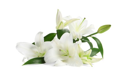 Beautiful fresh lily flowers isolated on white